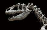 Где найти все кости динозавров в RDR 2
